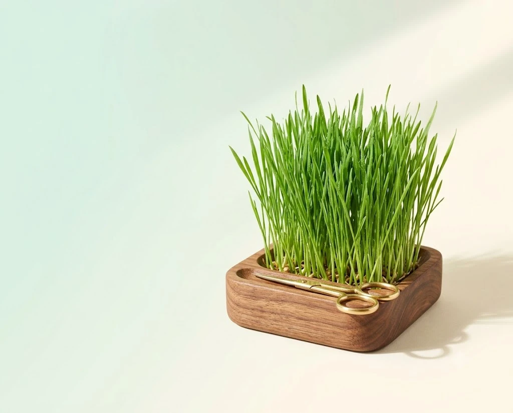 A lush square of real grass in a walnut desk tray with tiny brass scissors resting on the rim